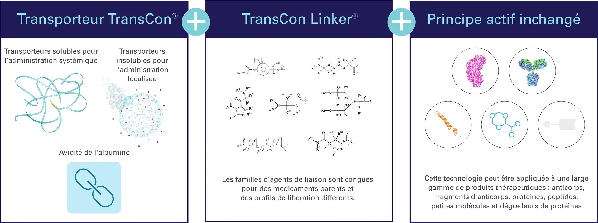 TCTechnologyTransientConjugationGraphic_DT_F@4x 2